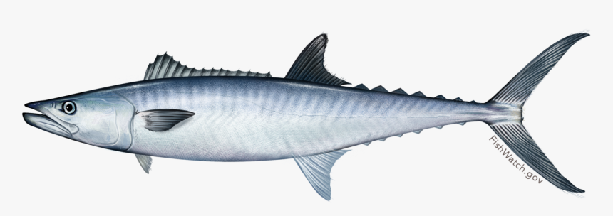 King Mackerel No Background, HD Png Download, Free Download