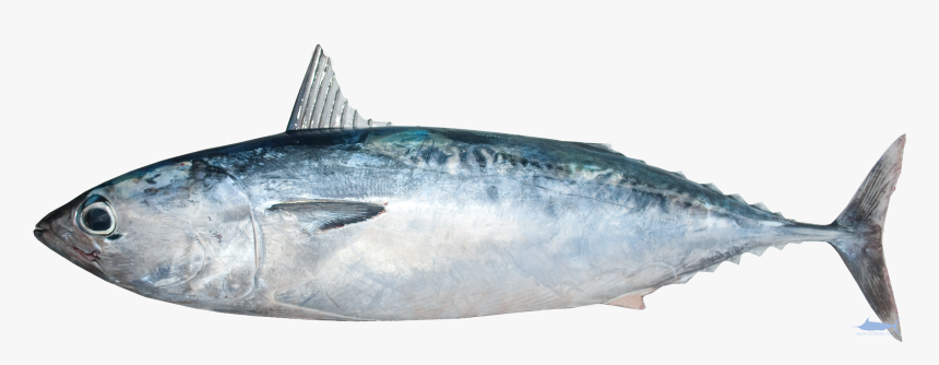 Mackerel Png, Transparent Png, Free Download