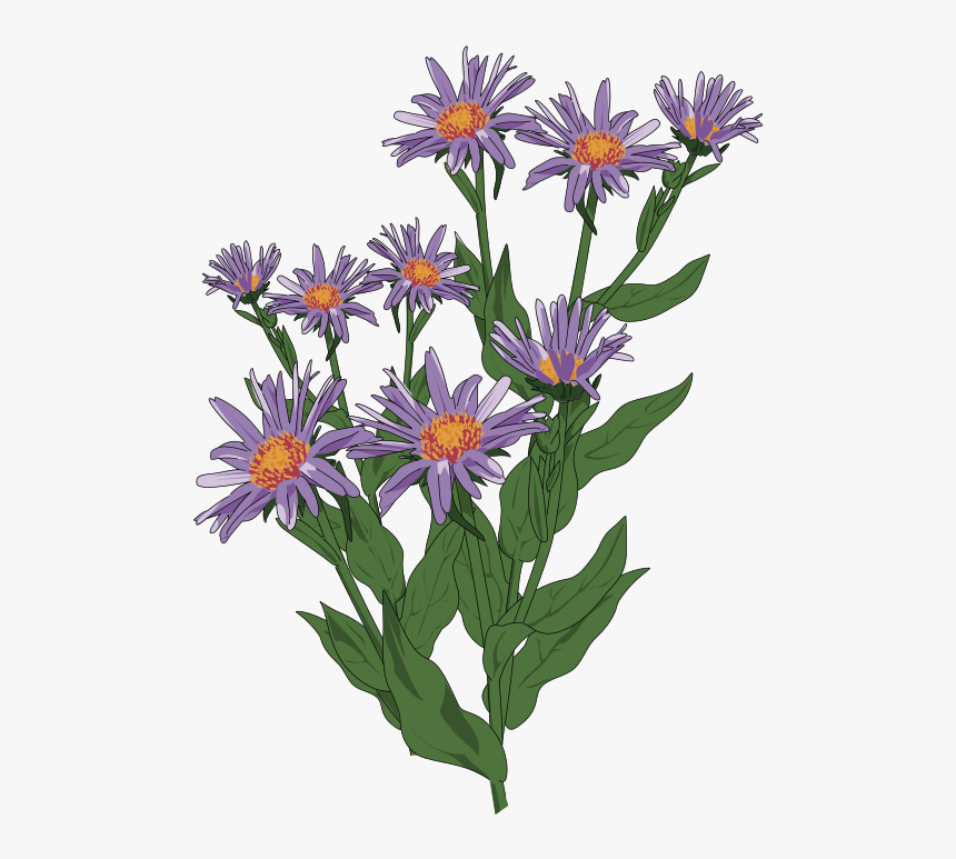 Clip Art Aster Drawing, HD Png Download, Free Download