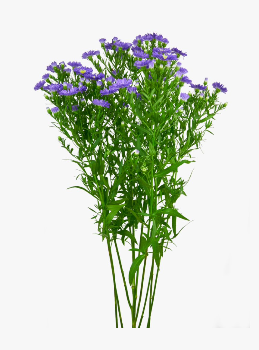 Aster Png, Transparent Png, Free Download