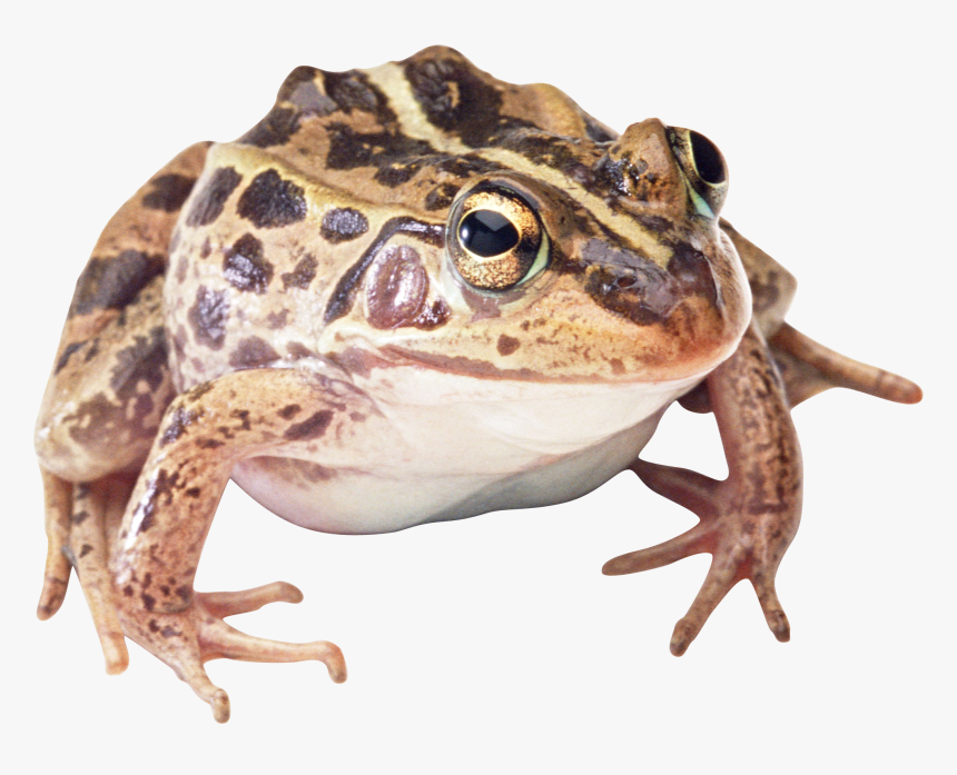 Frog Png, Transparent Png, Free Download