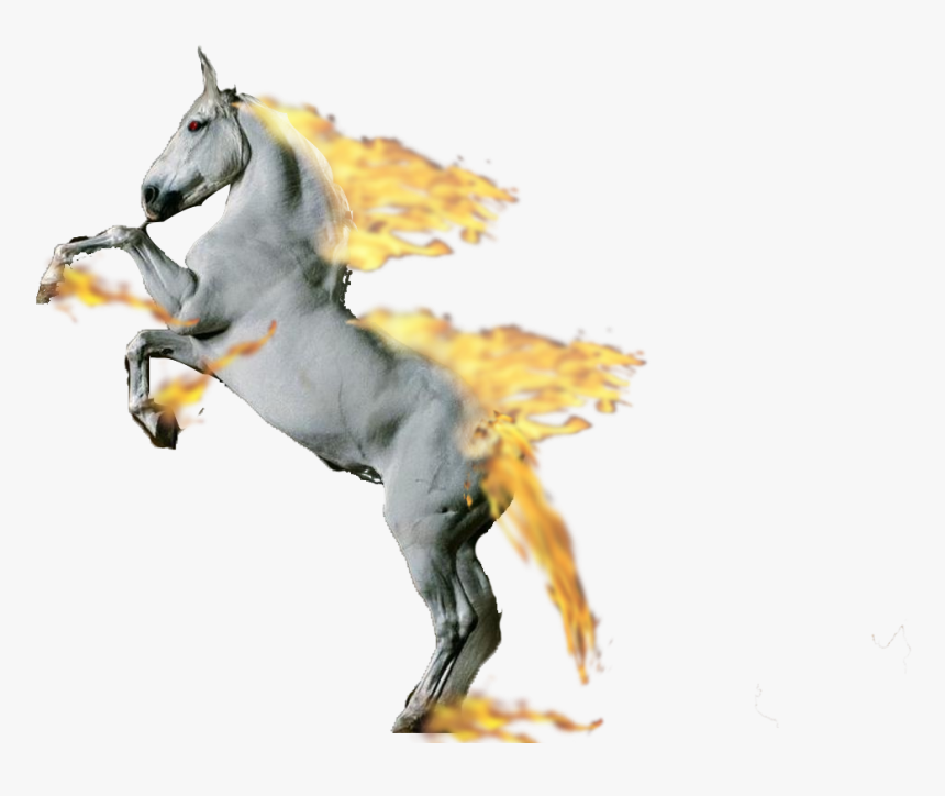 Looks Like The Second Rapidash Didn"t Post Well, Here, HD Png Download, Free Download