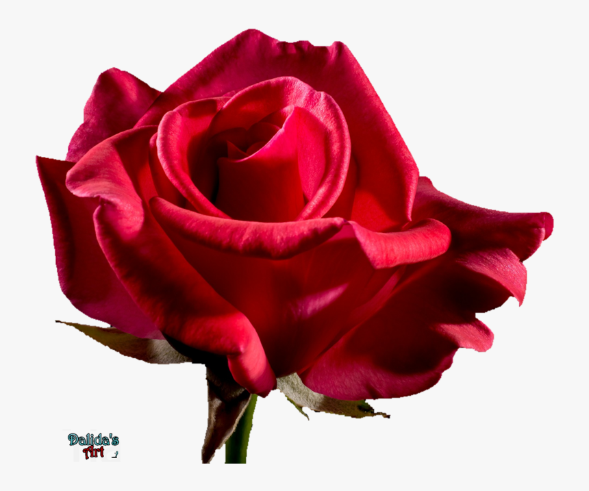 Gothic Rose Png, Transparent Png, Free Download