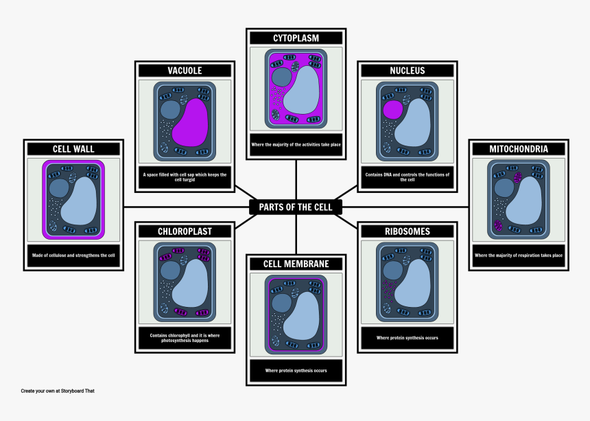 Plant Cell Png, Transparent Png, Free Download