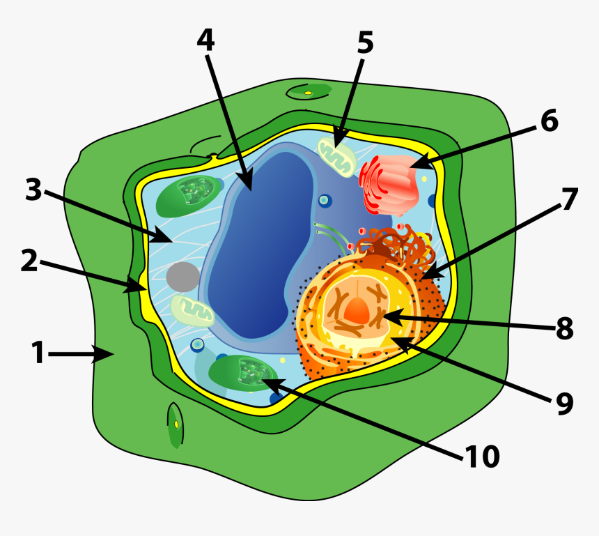 Without cell. Plant Cell diagram. Клетка растения. Растительная клетка. Строение клетки.