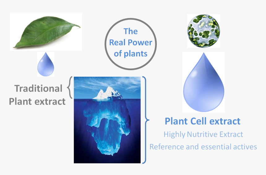 Plant Cell Png, Transparent Png, Free Download