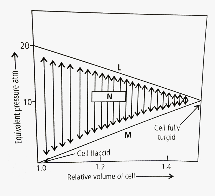 Plant Cell Png, Transparent Png, Free Download