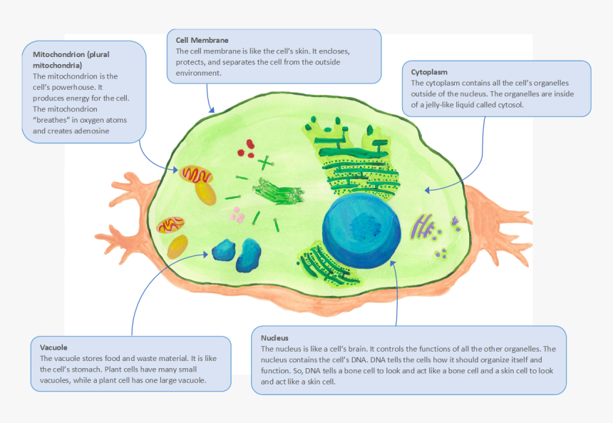 Plant Cell Png, Transparent Png, Free Download