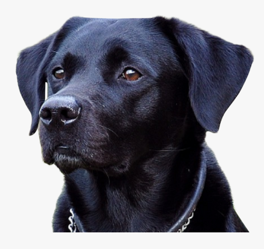 Hoodie Black Lab, HD Png Download, Free Download