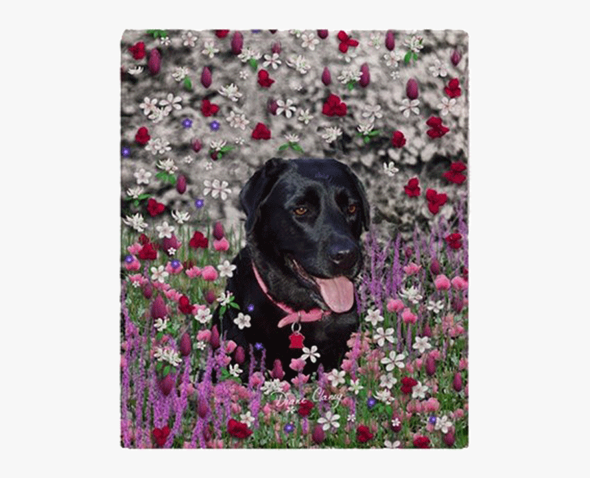 Abby The Black Labrador In Flowers I Fleece Throw Blanket, HD Png Download, Free Download