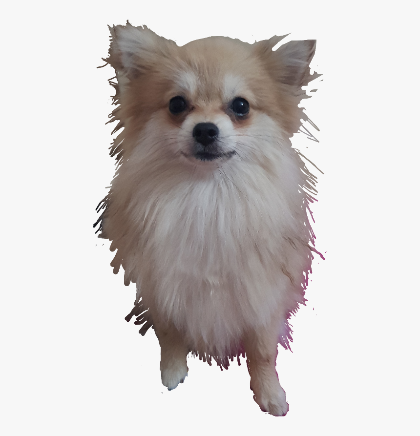 German Spitz Klein, HD Png Download, Free Download