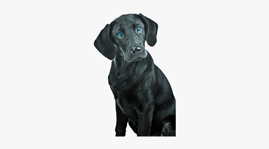 Black Lab Png, Transparent Png, Free Download