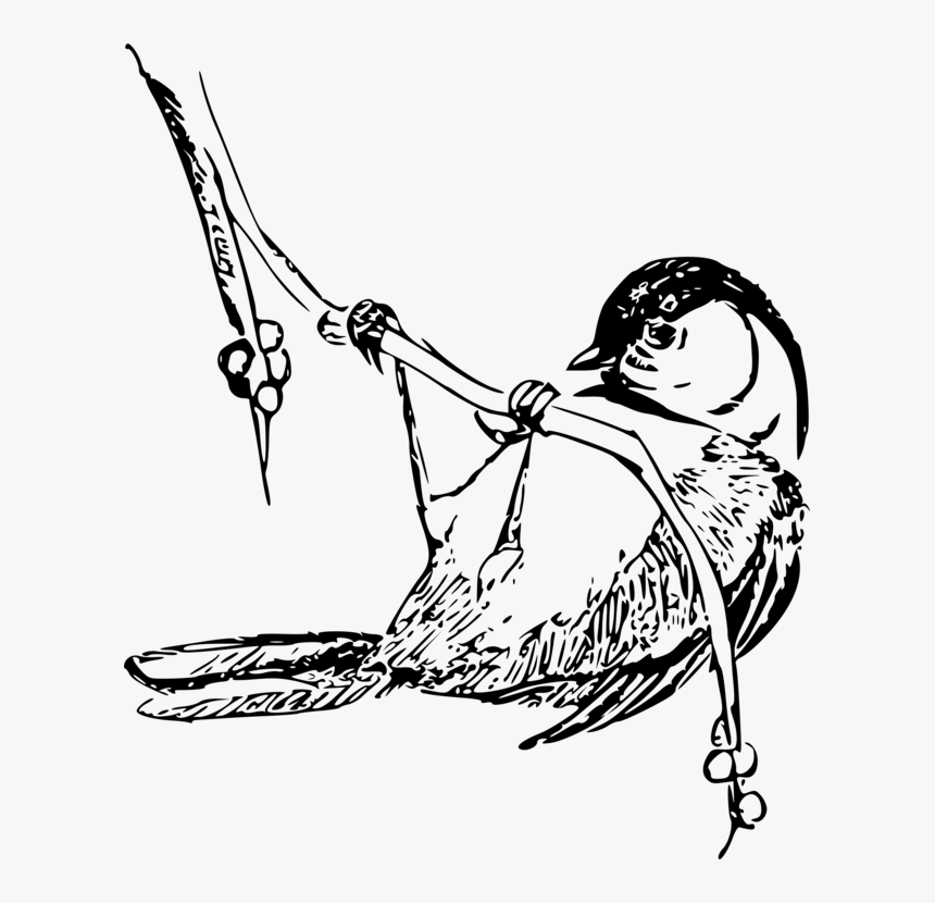 239,000+ Bird Drawings Stock Illustrations, Royalty-Free Vector Graphics &  Clip Art - iStock | Birds, Bird field guide