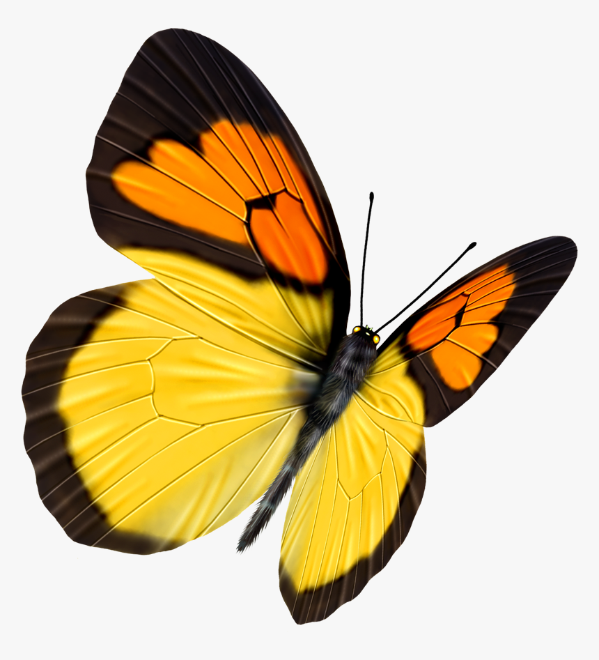 Butterfly Transparency And Translucency, HD Png Download, Free Download