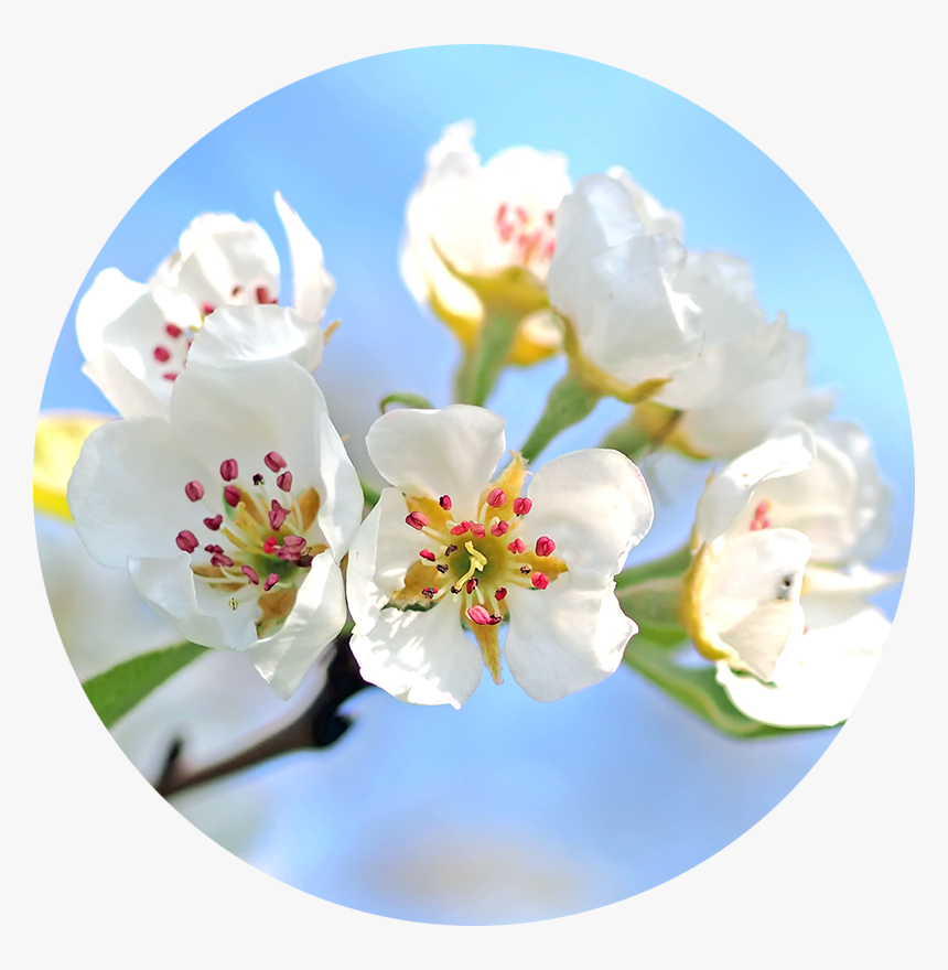 White Petals Png, Transparent Png - kindpng