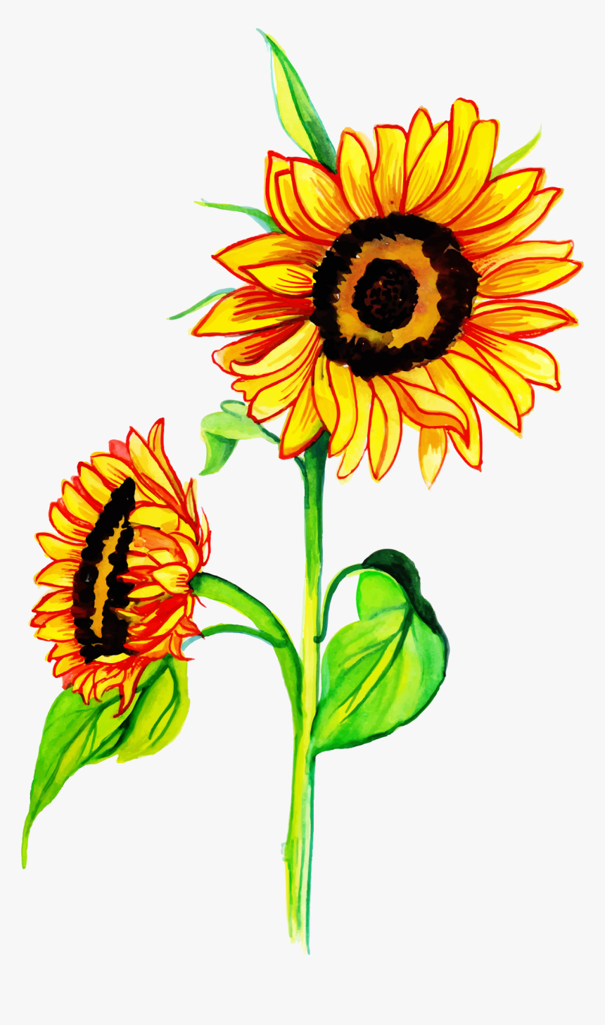 Watercolor Sunflower Png, Transparent Png, Free Download