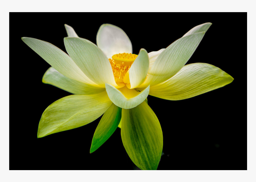 White Lotus Png Transparent Png Kindpng