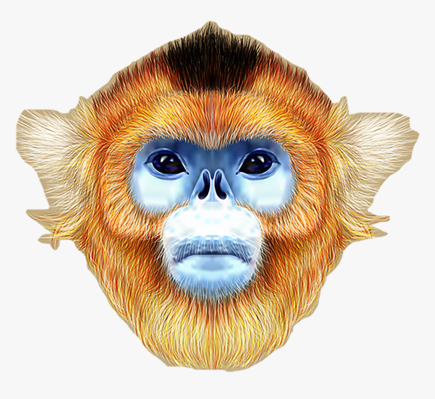 Golden Snub Nosed Monkeyface , Png Download, Transparent Png, Free Download