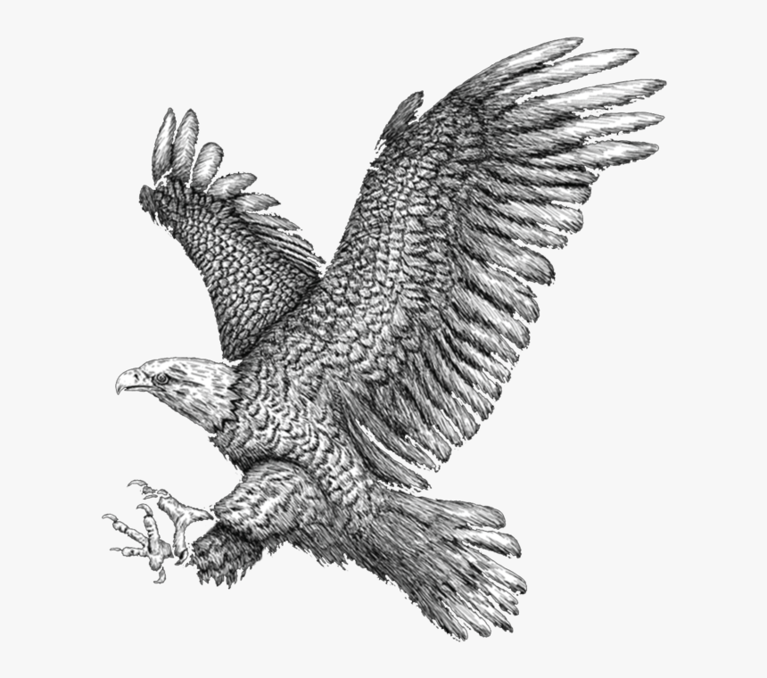 Golden Eagle , Png Download - Golden Eagle, Transparent Png, Free Download