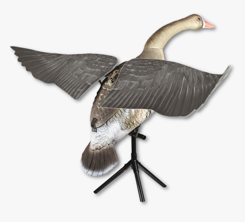Greater White-fronted Goose, HD Png Download, Free Download