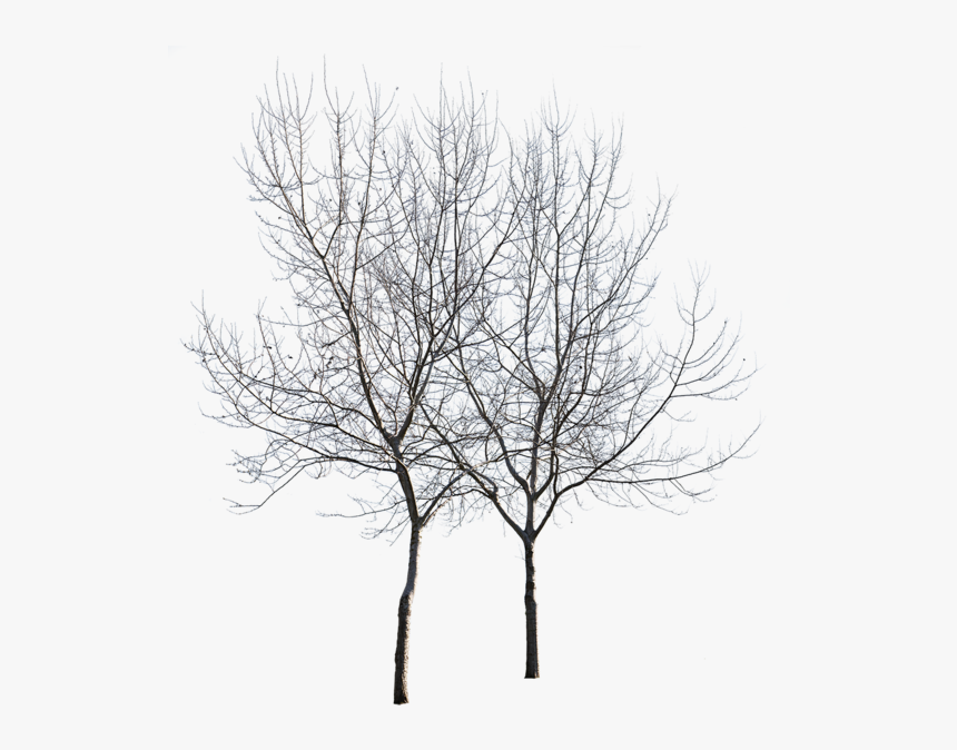 Birch, HD Png Download, Free Download