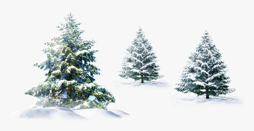 #ftestickers #winter #trees #pine #snow - Christmas Tree Snow Png, Transparent Png, Free Download