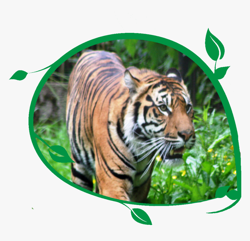 Tiger Bengal Tiger - Siberian Tiger, HD Png Download, Free Download