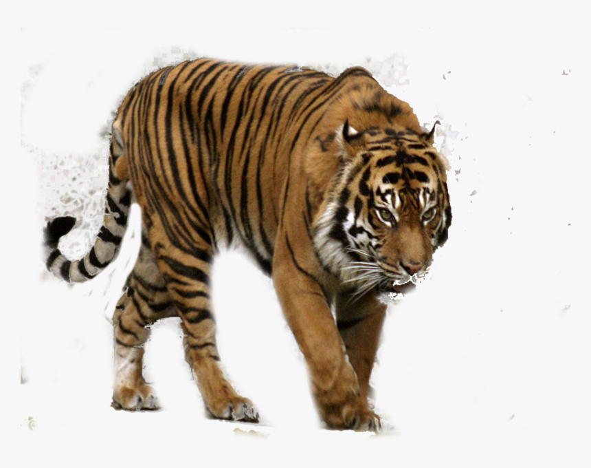 Bengal Tiger Png Free Download - Sumatran Tiger Transparent, Png Download, Free Download