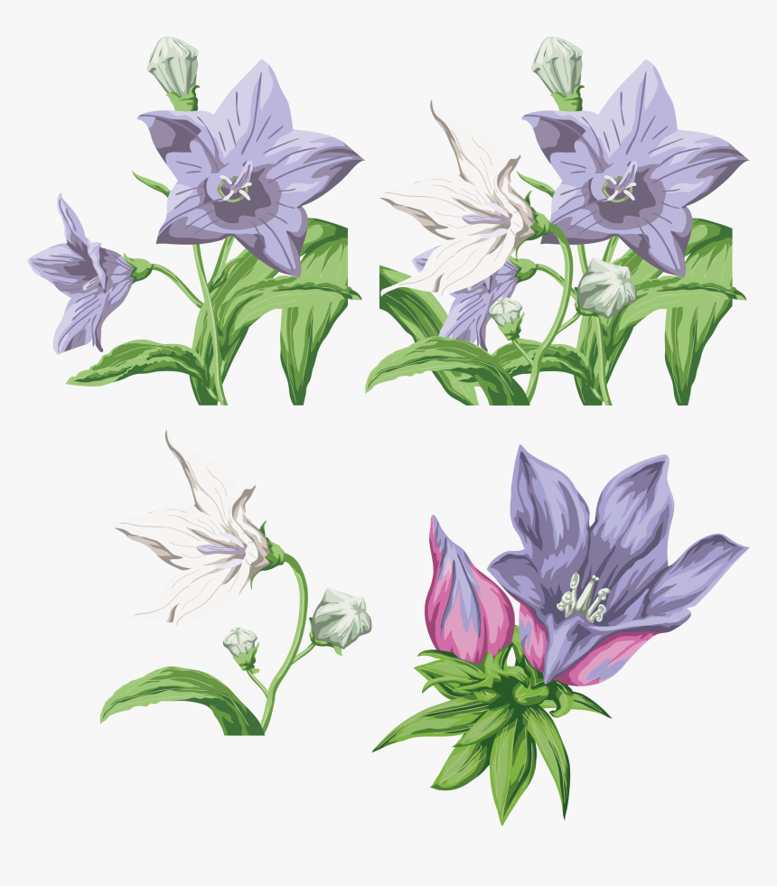 Bellflower Png File - Clip Art, Transparent Png, Free Download