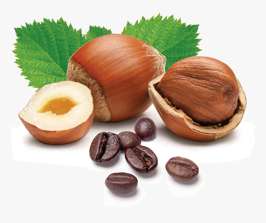 hazelnuts-meaning-in-urdu-hd-png-download-kindpng