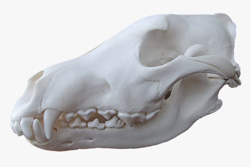 Fig 3 - Gray Wolf - Actual Skull - German Shepherd - Wolf Skull Hd Png, Transparent Png, Free Download
