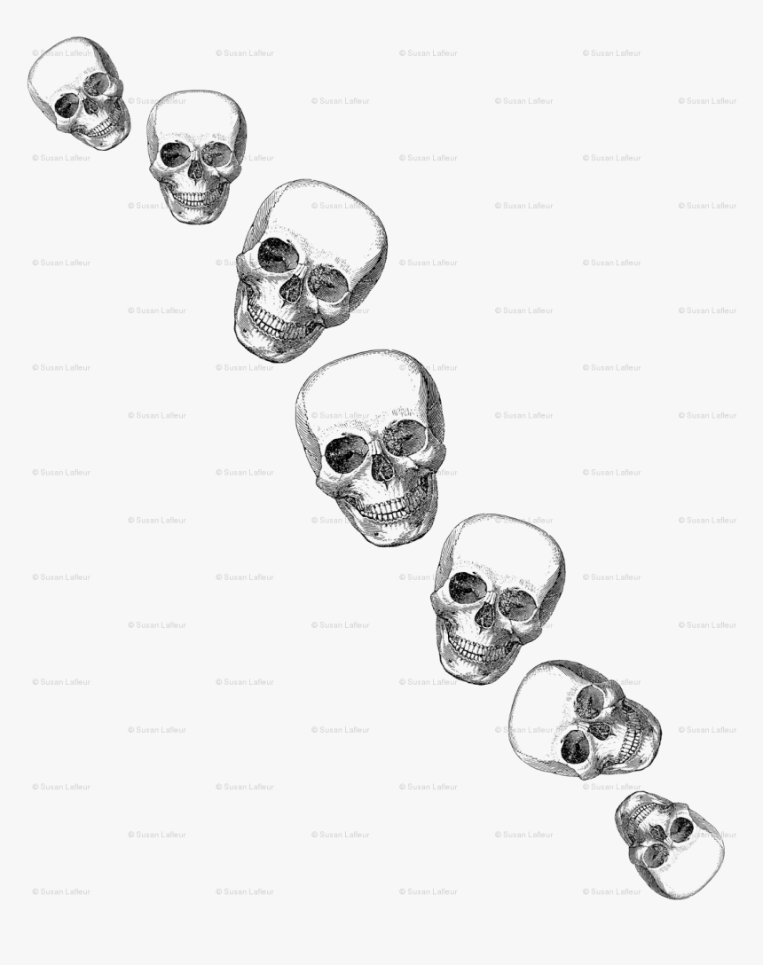 Skull, HD Png Download, Free Download