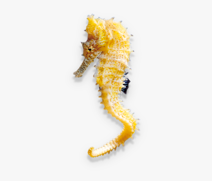 Northern Seahorse, HD Png Download, Free Download