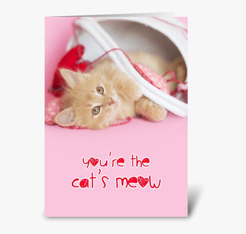 You"re The Cat"s Meow Greeting Card - Kitten, HD Png Download, Free Download