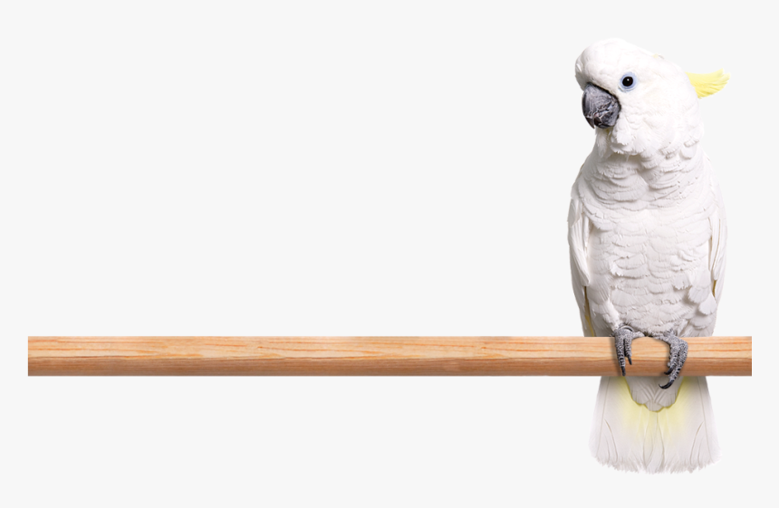 Photo Of A White Cockatoo Perched On A Limb - Cockatoo Transparent, HD Png Download, Free Download