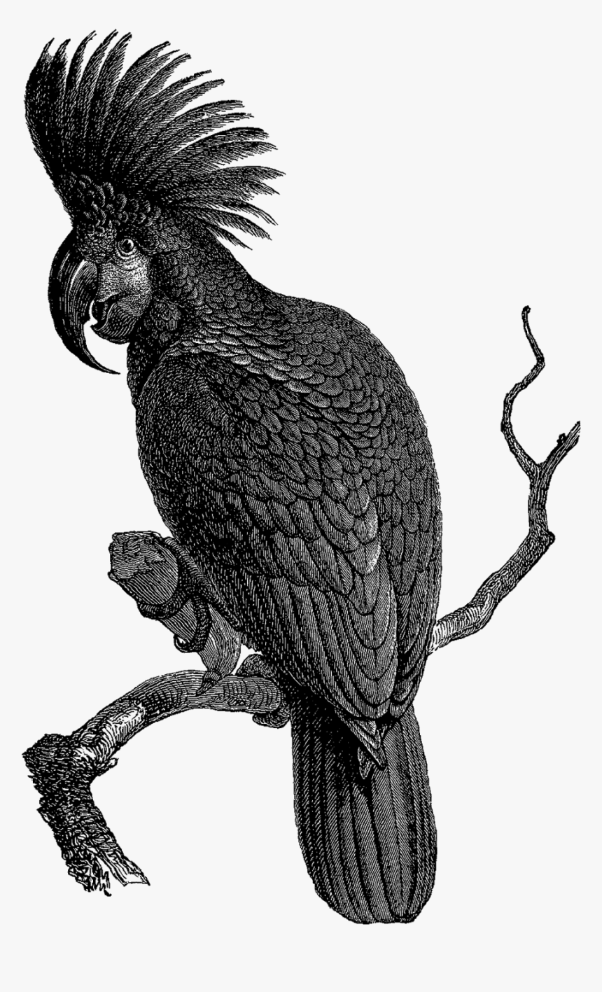 Black Palm Cockatoo Bird Png, Transparent Png, Free Download