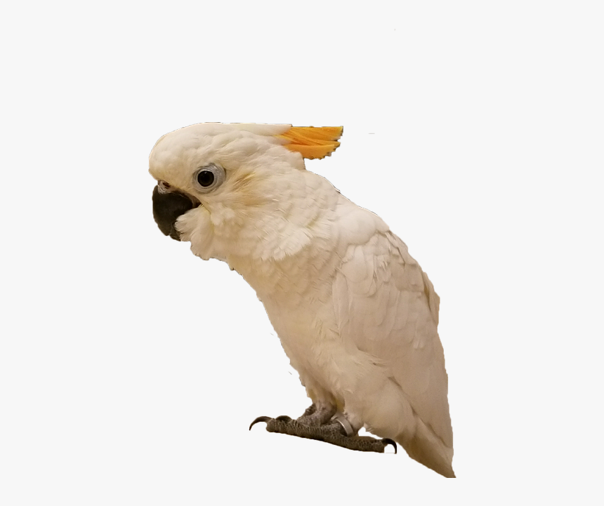 Sulphur-crested Cockatoo, HD Png Download, Free Download