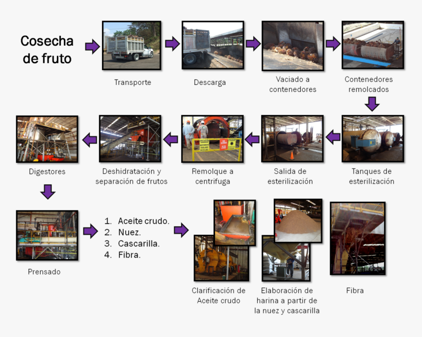 Proceso De Industrialización De La Palma Africana - Proceso De La Palma Africana, HD Png Download, Free Download