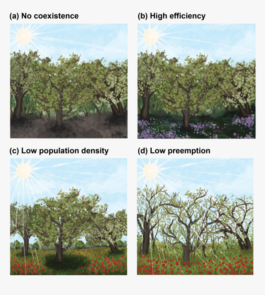 Niv"s Figure - Mexican Pinyon, HD Png Download, Free Download