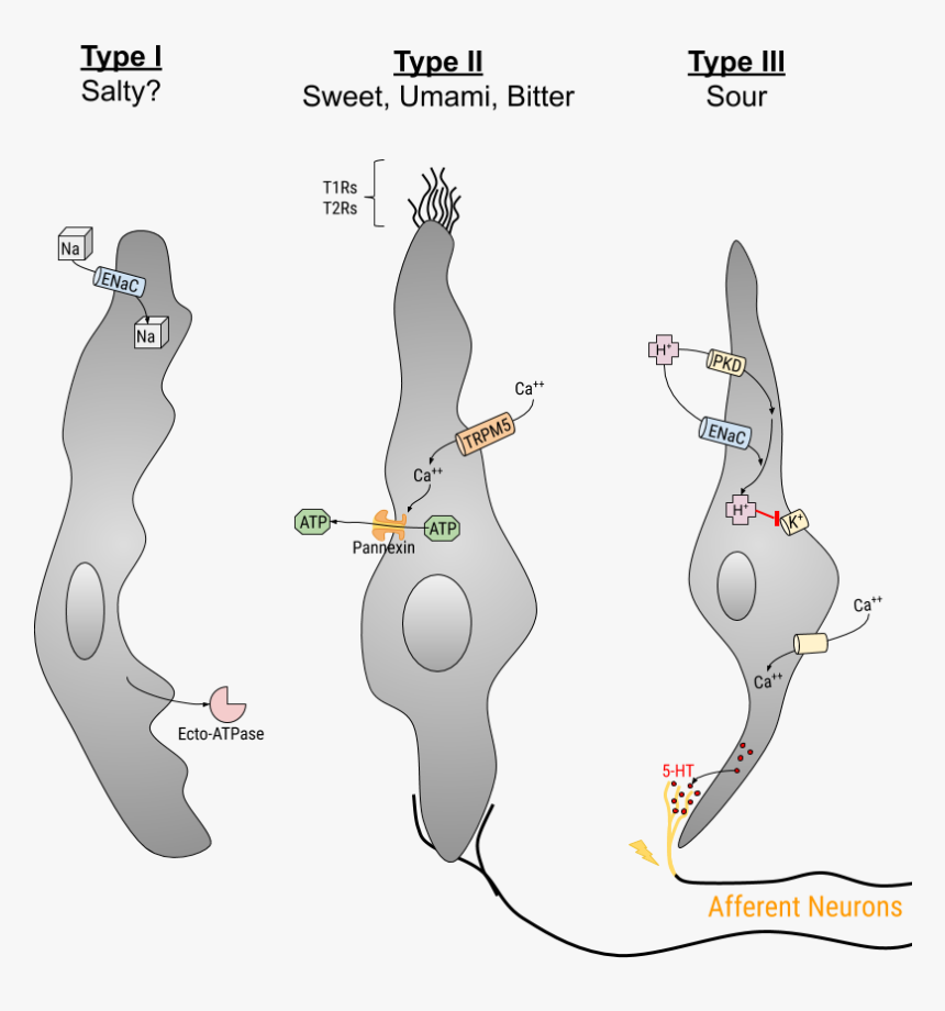 Type I Ii Iii Receptors Grey - Cartoon, HD Png Download, Free Download