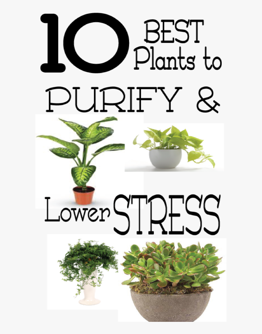 Good Plants For Stress, HD Png Download, Free Download