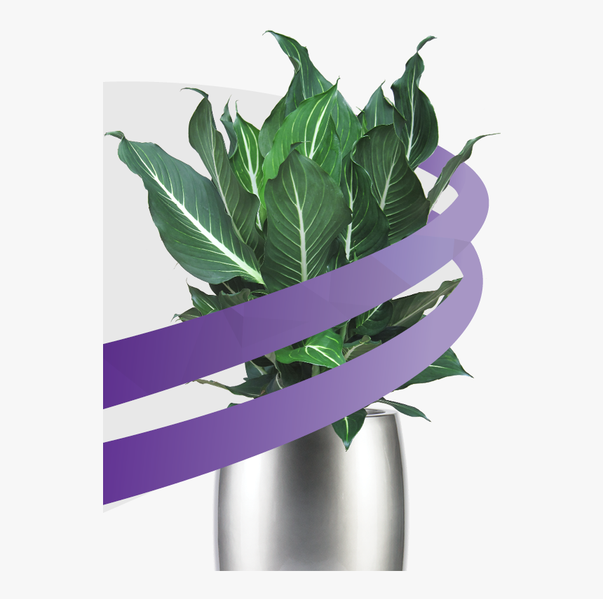 Workplaces With Live Plants - Vase, HD Png Download, Free Download