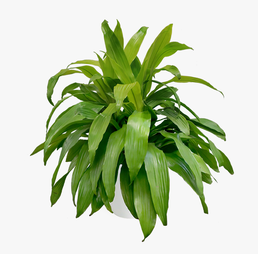 Dracaena, HD Png Download, Free Download