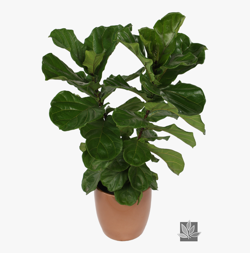 Houseplant, HD Png Download, Free Download