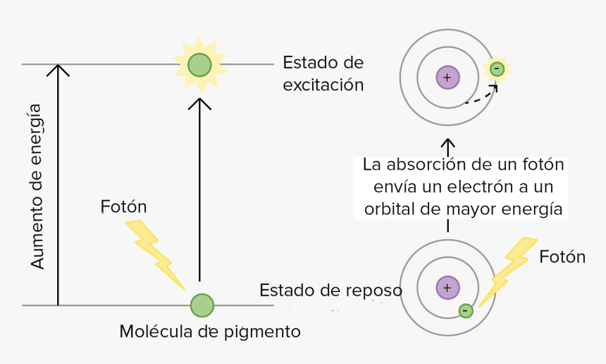 Excitación De La Clorofila, HD Png Download, Free Download