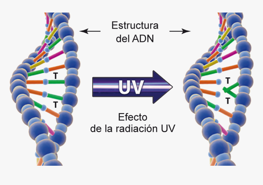 Uv And Dna, HD Png Download, Free Download