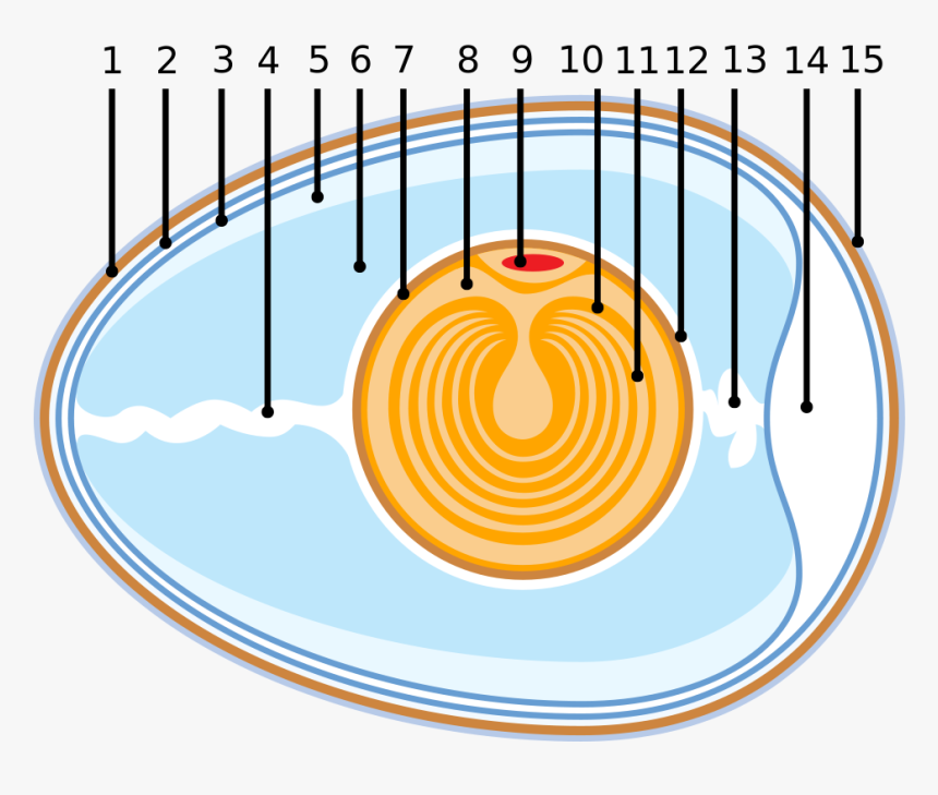 Anatomy Of An Egg, HD Png Download, Free Download