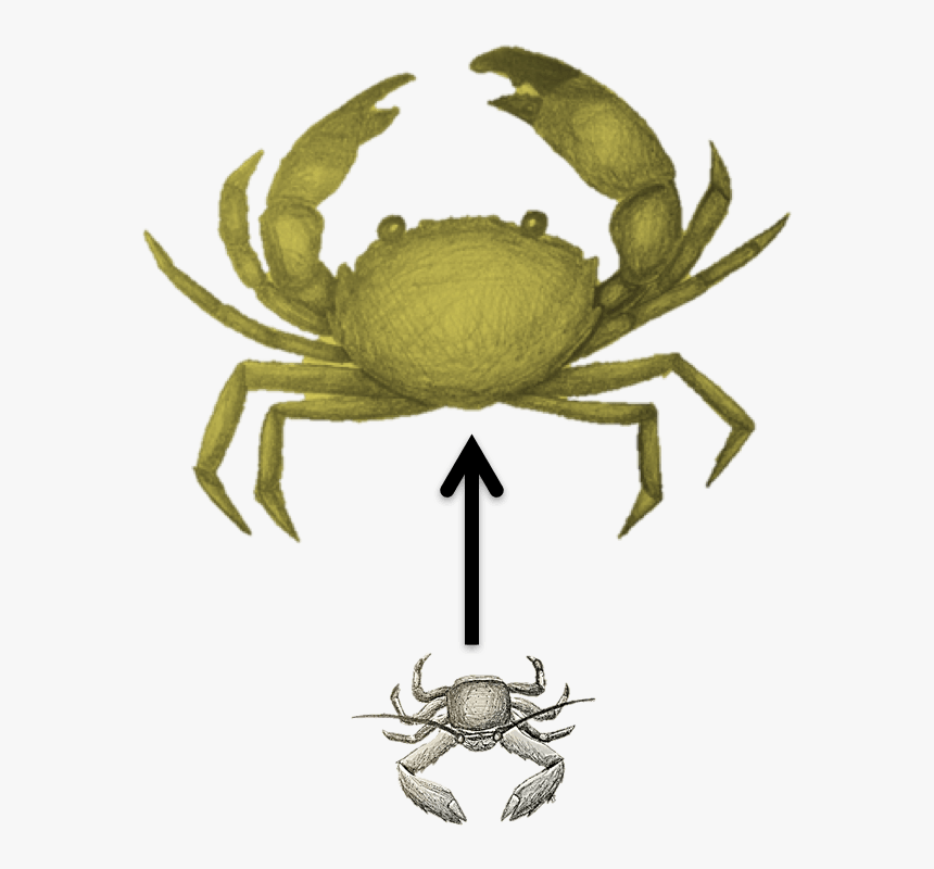 Freshwater Crab, HD Png Download, Free Download