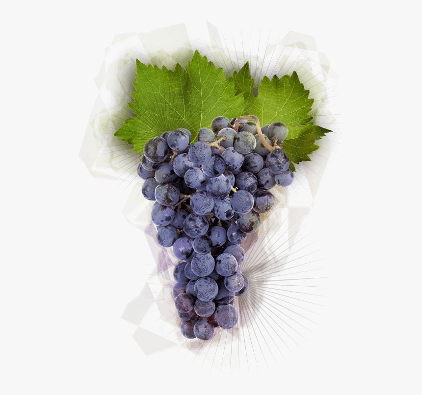 Pinot Noir Grapes, HD Png Download, Free Download