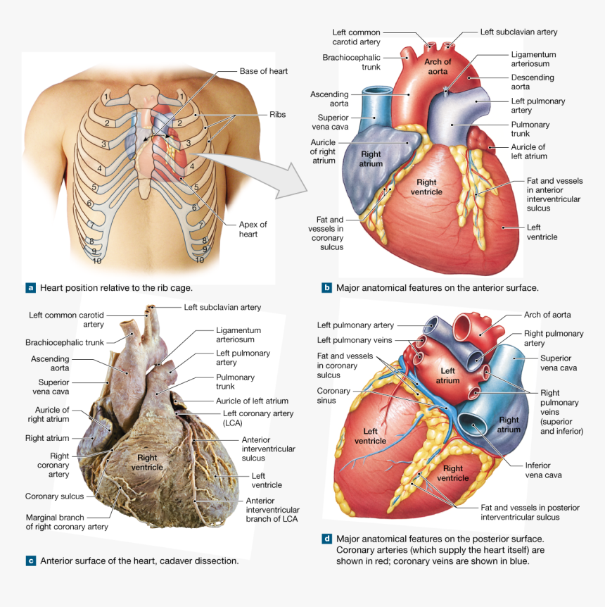 Organ That Pumps Blood, HD Png Download, Free Download